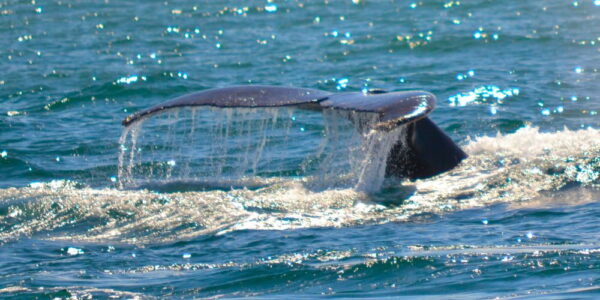 HALF DAY TOUR - WHALE WATCHING - Image 6