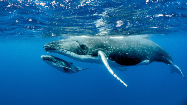 HALF DAY TOUR - WHALE WATCHING