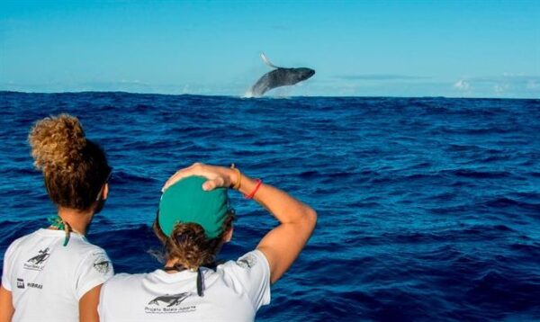 HALF DAY TOUR - WHALE WATCHING - Image 3