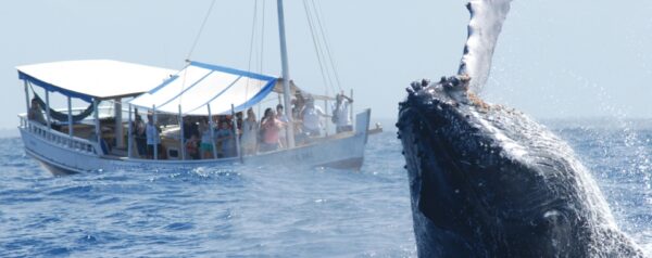 HALF DAY TOUR - WHALE WATCHING - Image 2